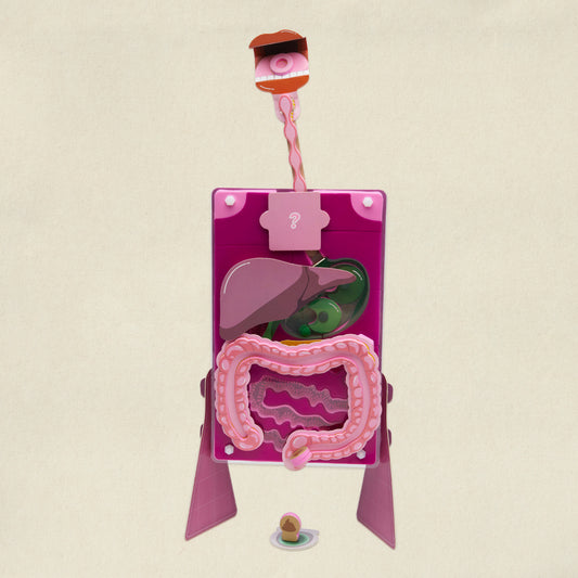 Le système digestif - L'aventure digestion